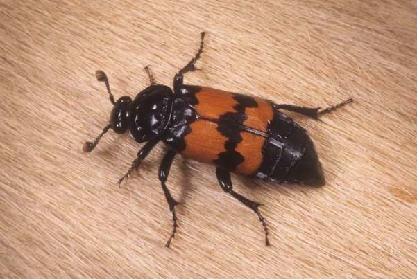 Silphidae Forensic Beetles Photo Gallery