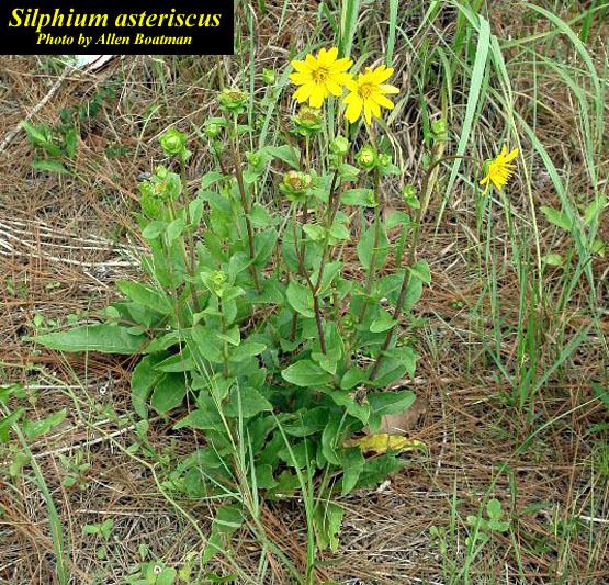 Silphium asteriscus Silphium asteriscus Photos ISB Atlas of Florida Plants ISB
