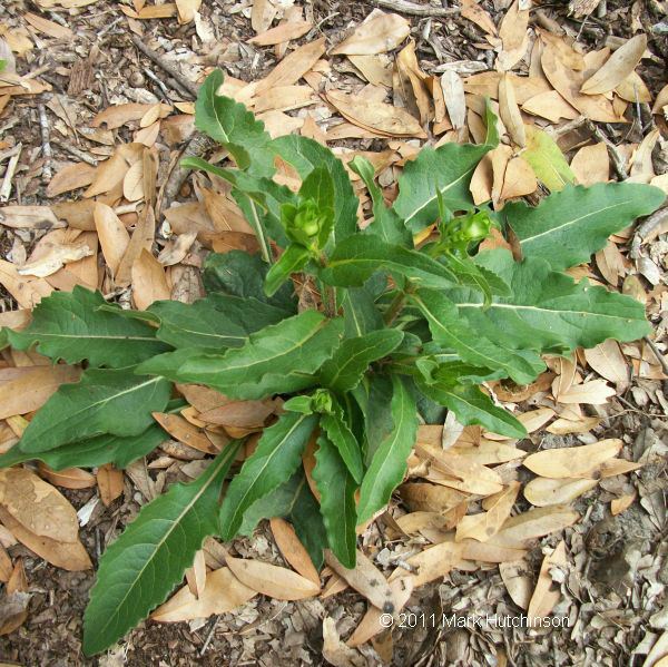 Silphium asteriscus Florida Native Plant Society