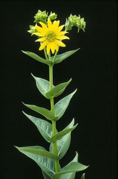 Silphium (genus) httpsuploadwikimediaorgwikipediacommons55