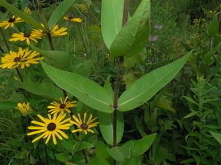 Silphium integrifolium Silphium integrifolium Wholeleaf rosinweed Discover Life