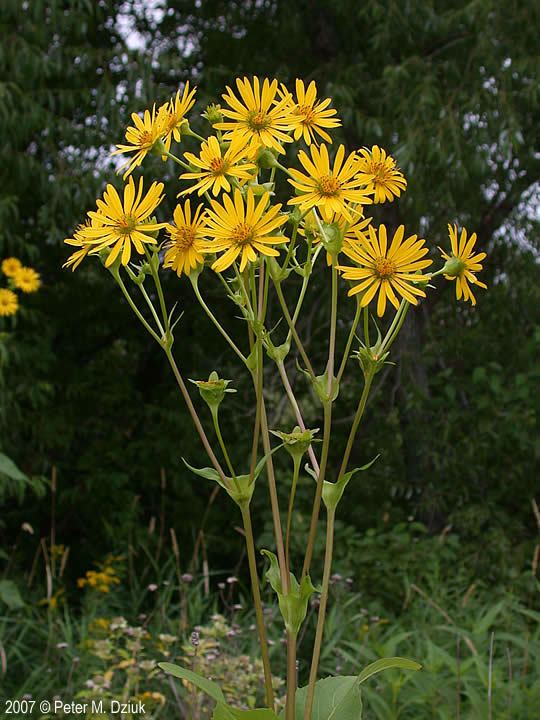 Silphium perfoliatum Silphium perfoliatum Cup Plant Minnesota Wildflowers