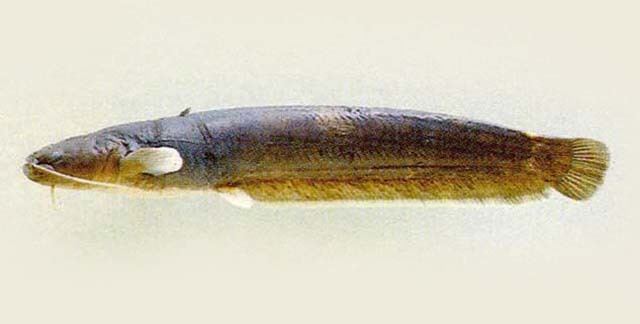 Silurus Fish Identification