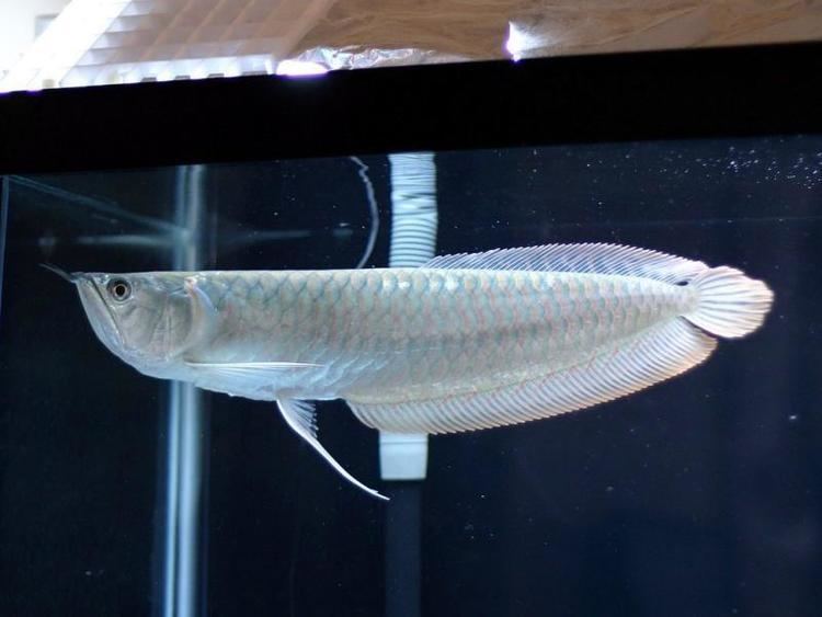 Silver arowana Silver Arowana Information Aquatic Mag