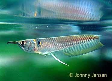 Silver arowana Silver Arowana Osteoglossum bicirrhosum Tim39s Tropical Fish and