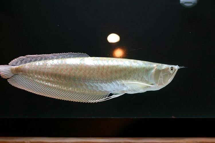 Silver arowana Tips on caring for the Silver arowana Osteoglossum Bicirrhosum