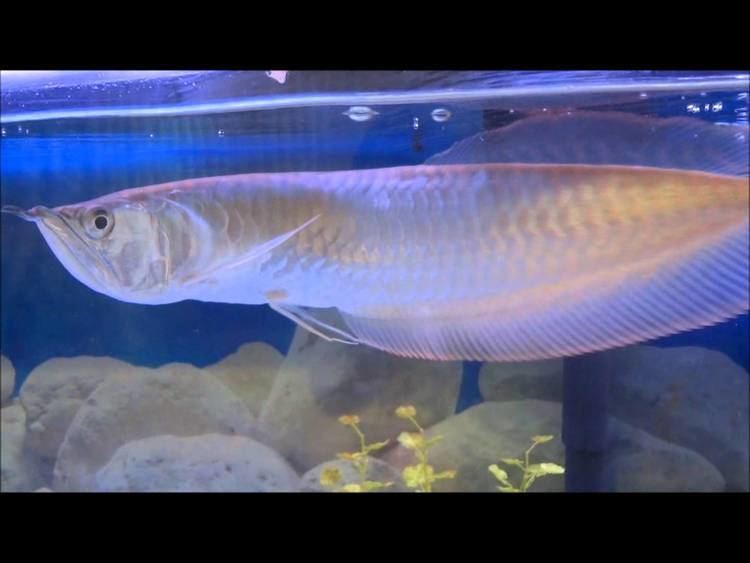 Silver arowana httpsiytimgcomvieT0Tp3yw5fImaxresdefaultjpg