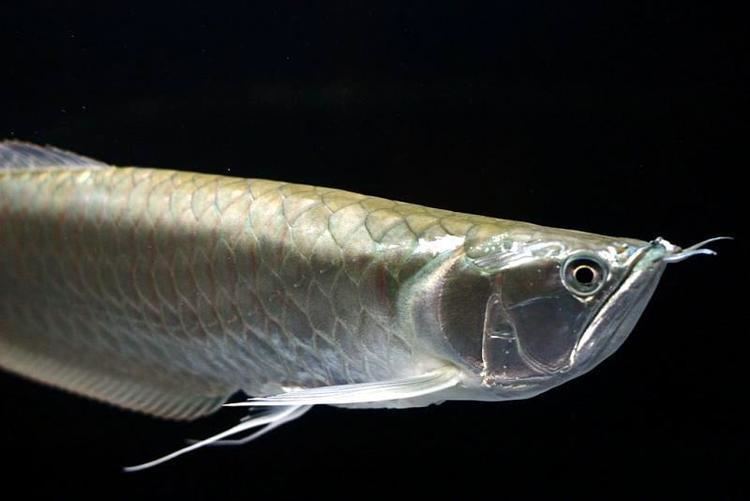 Silver arowana Tips on caring for the Silver arowana Osteoglossum Bicirrhosum