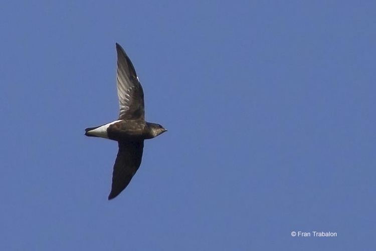 Silver-backed needletail ZAGROS NATURE IMAGES Silverbacked Needletail