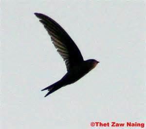 Silver-backed needletail wwwtaenoscomimgITISHirundapuscochinchinensis