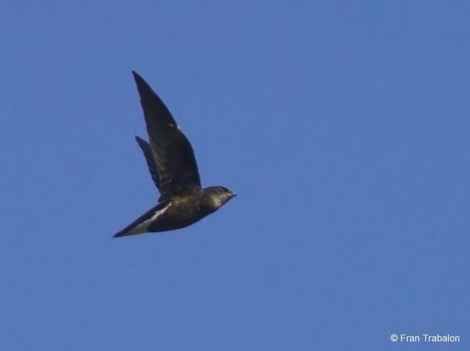 Silver-backed needletail Oriental Bird Club Image Database Silverbacked Needletail