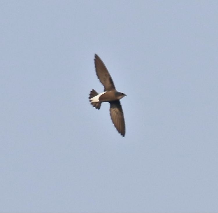 Silver-backed needletail Silverbacked needletail Wikipedia