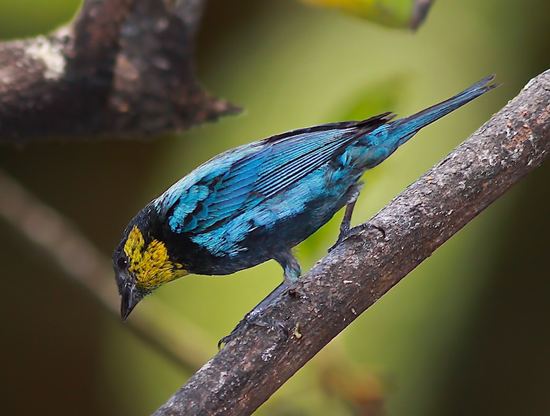 Silver-backed tanager Silverbacked Tanager BirdForum Opus