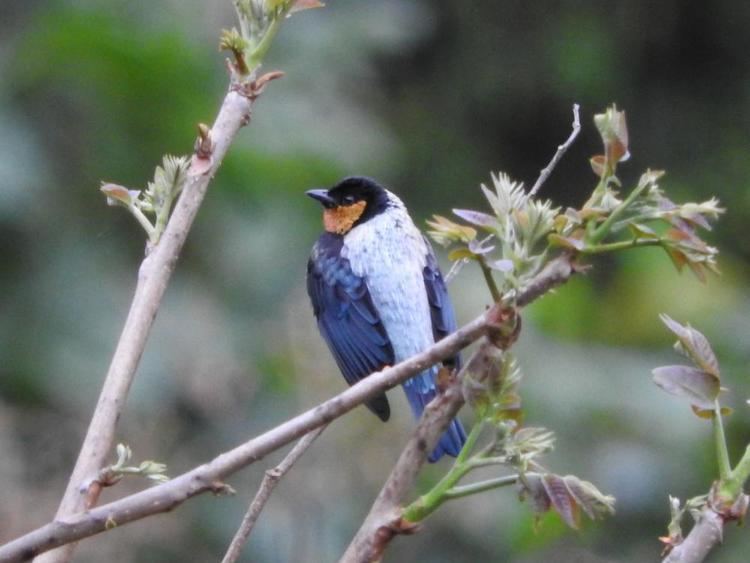 Silver-backed tanager Photos of Silverbacked Tanager Tangara viridicollis the