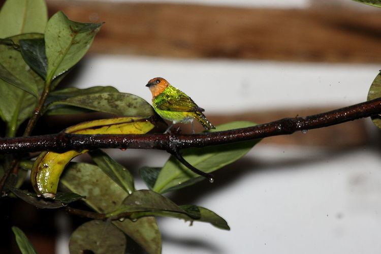 Silver-backed tanager Silverbacked tanager Wikipedia