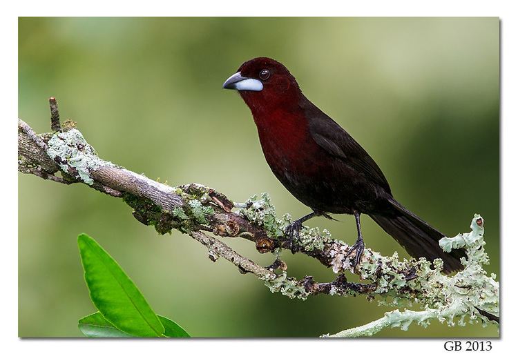 Silver-beaked tanager SILVERBEAKED TANAGER