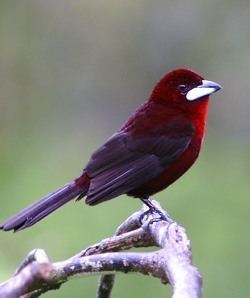 Silver-beaked tanager Silver Beaked Tanager resident breeder in South America from