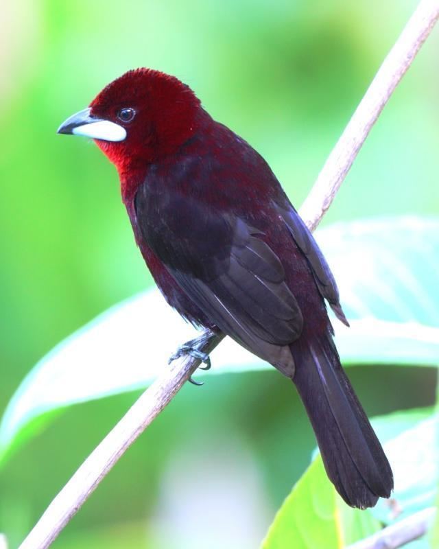 Silver-beaked tanager Silverbeaked Tanager Ramphocelus carbo videos photos and sound
