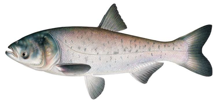 Silver carp Fish Schafer Fisheries