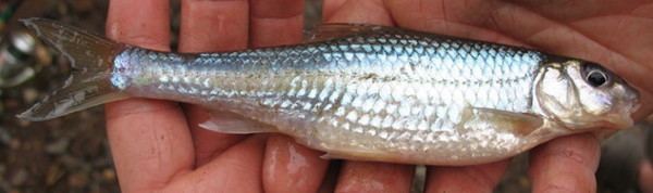 Silver chub Silver Chub roughfishcom