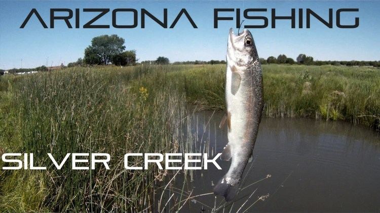 Silver Creek (Arizona) Trout Fishing At Silver Creek Show Low Arizona YouTube