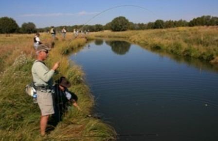 Silver Creek (Arizona) Flashes of angling gold return to Silver Creek Arizona Wildlife News