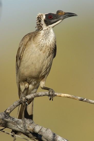 Silver-crowned friarbird Of Emus and Fairywrens Silvercrowned FriarbirdSilvercrowned