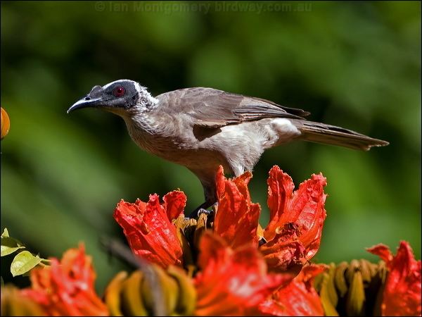 Silver-crowned friarbird Sislvercrowned Friarbird photo image 1 of 5 by Ian Montgomery at
