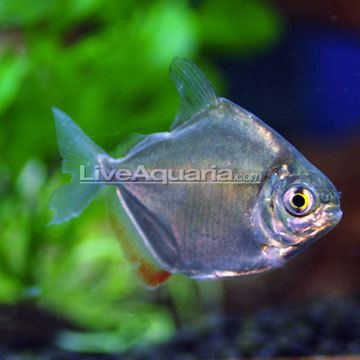 Silver dollar (fish) wwwliveaquariacomimagescategoriesproductp26