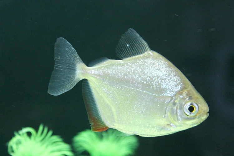 Silver dollar (fish) Silver dollar fish care tank mates size breeding pictures
