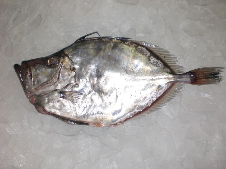 Silver dory Fresh Fish Products Sam Rust Seafood Inc