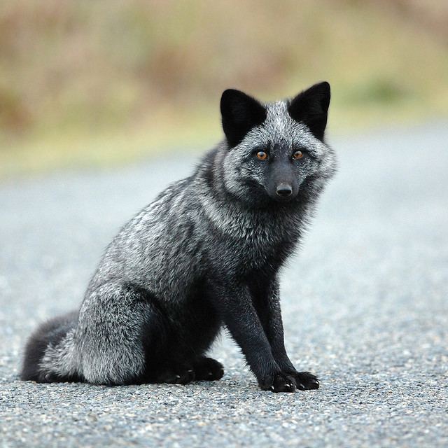 Silver fox (animal) https4bpblogspotcomEo5XNbcxWfcUN9pkOXae6I