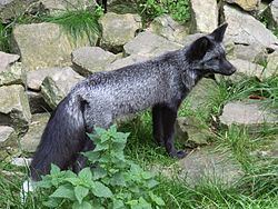 Silver fox (animal) Silver fox animal Wikipedia