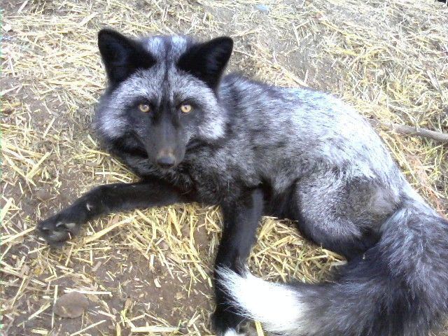Silver fox (animal) 1000 ideas about Domesticated Silver Fox on Pinterest Foxes Fox