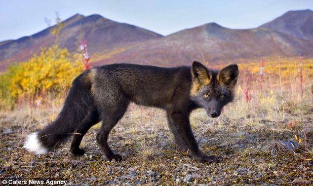 Silver fox (animal) Extremely rare and extremely curious Photographer captures