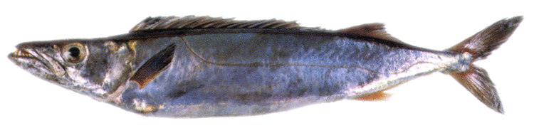 Silver gemfish Gemfish