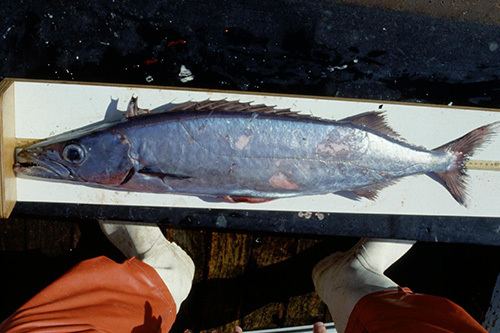 Silver gemfish Gemfish Australian Fisheries Management Authority AFMA