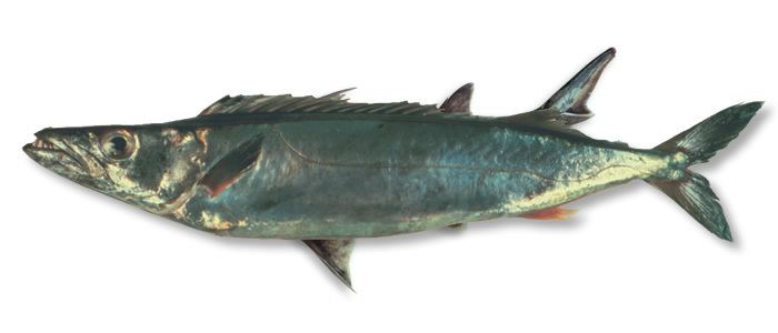 Silver gemfish Gemfish Rexea solandri United Fisheries
