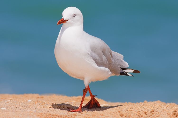 Silver gull Silver gull Wikipedia