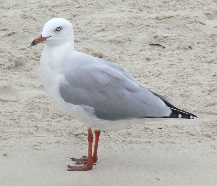 Silver gull httpsuploadwikimediaorgwikipediacommonsbb