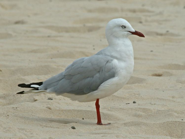 Silver gull FileSilver Gull RWD2jpg Wikimedia Commons