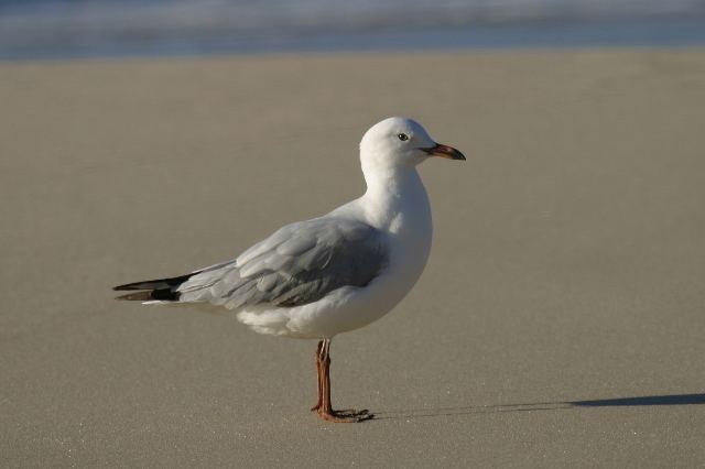 Silver gull Silver Gull BIRDS in BACKYARDS