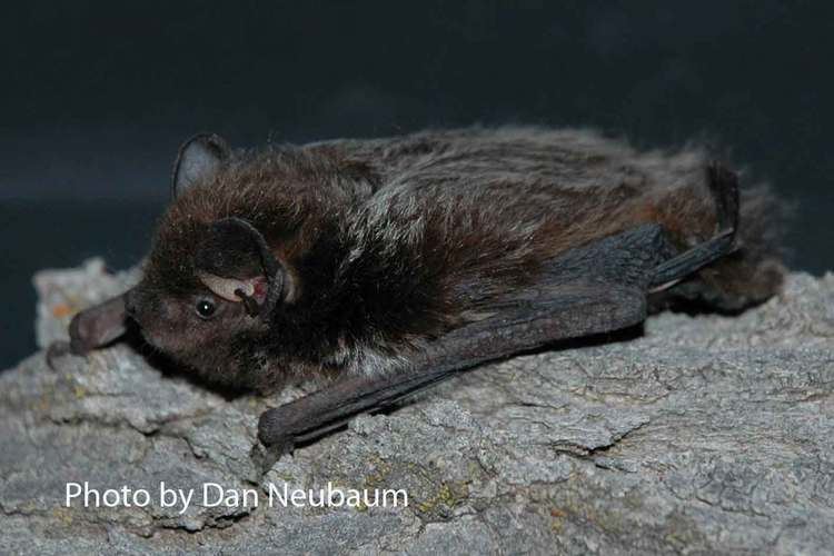 Silver-haired bat CNHP CO Bat Species List