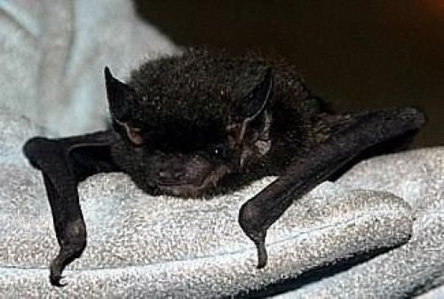 Image result for silver haired bat location