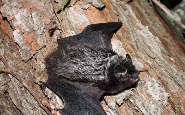 Silver haired bat - Alchetron, The Free Social Encyclopedia