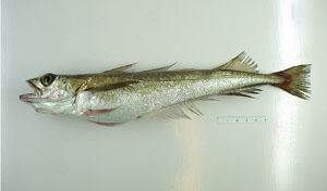 Silver hake Silver Hake