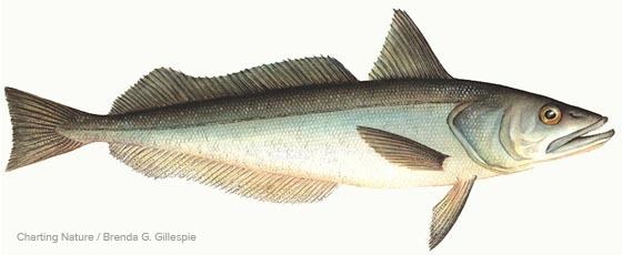 Silver hake Hake