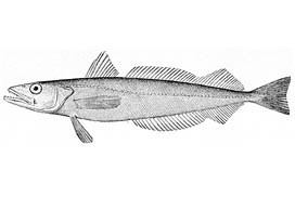 Silver hake Silver Hake