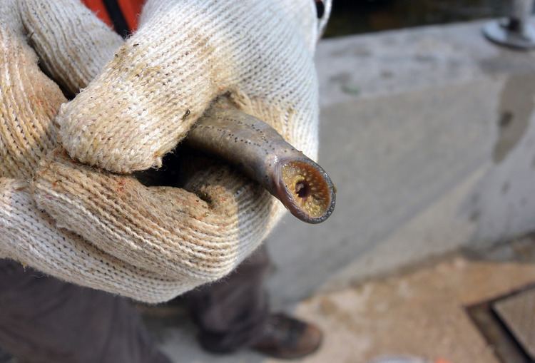 Silver lamprey Sea lamprey traps often produce bycatch This native silv Flickr
