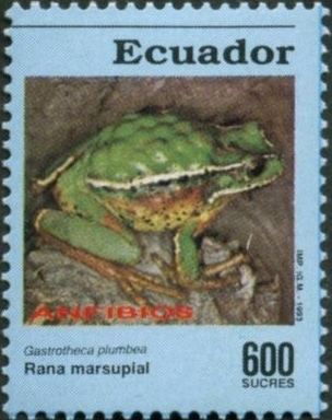 Silver marsupial frog